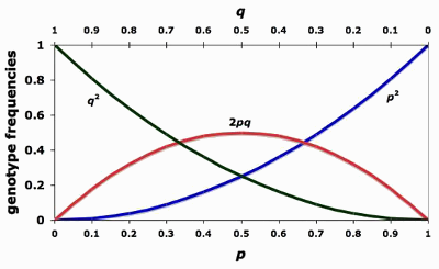 genetic equilibrium example