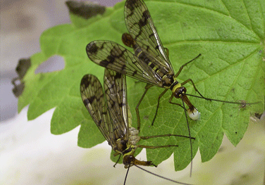 scorpionfly